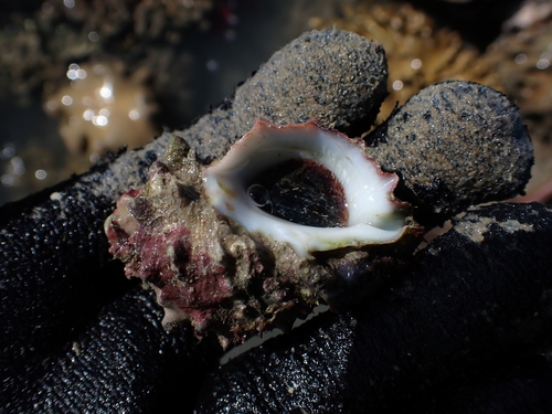 Mancinella echinata observed 2026-05-15