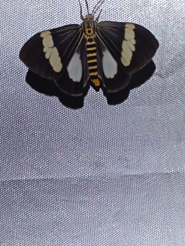 Asian Magpie Moth