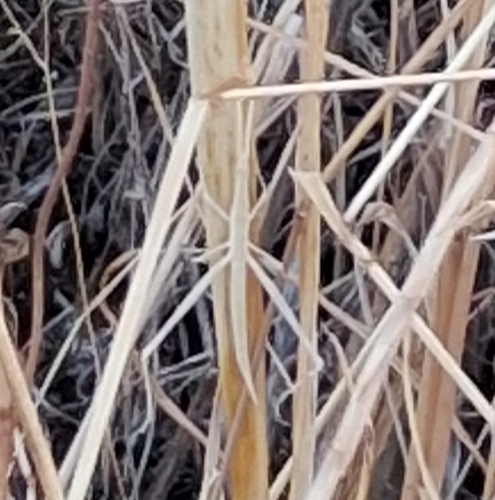 Truxalis nasuta