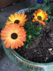 Calenduleae