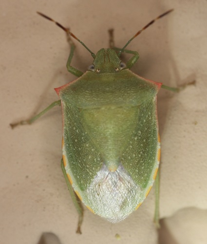 Stink bug