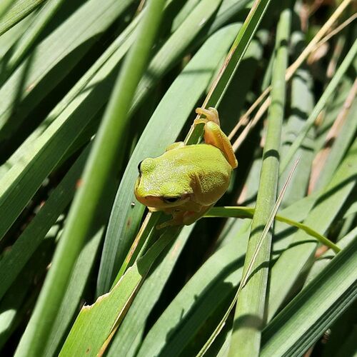 Eastern Tree Frog