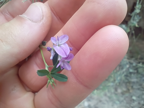 Alfalfa