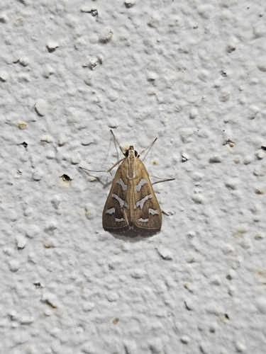 Fractured Western Snout