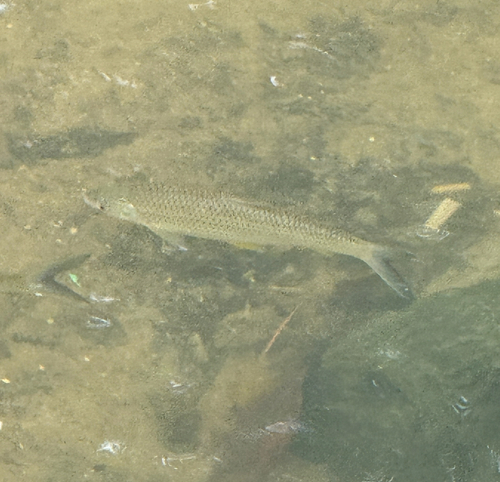 Barbel Chub