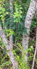 Heteropterys purpurea