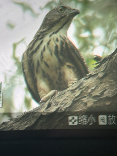 Crested Goshawk