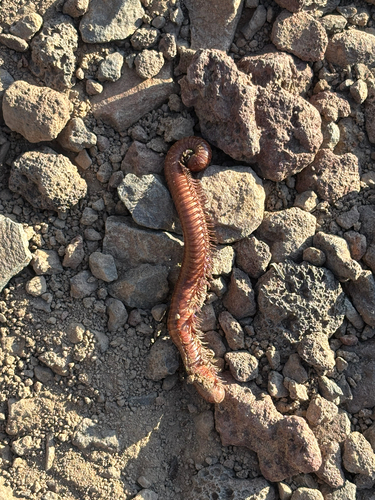 Desert Millipede