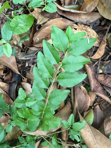 Chinese privet