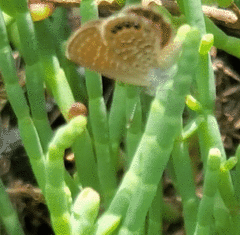 Brephidium pseudofea