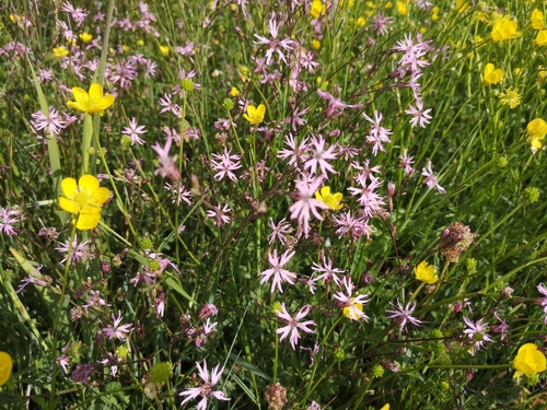 Silene flos-cuculi (Silene flos-cuculi)