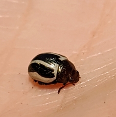 Calligrapha californica