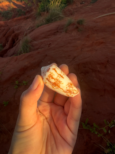 Conus victoriae observed 2026-08-23