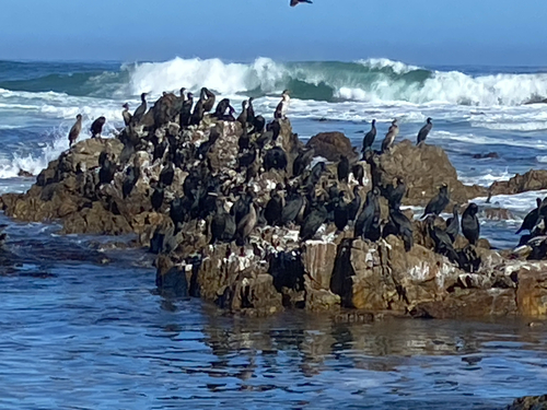 iNaturalist image