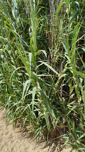 Carrizo asiático gigante