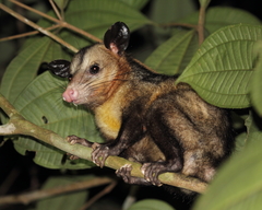 Image of Didelphis marsupialis