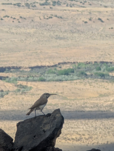 Rock Wren