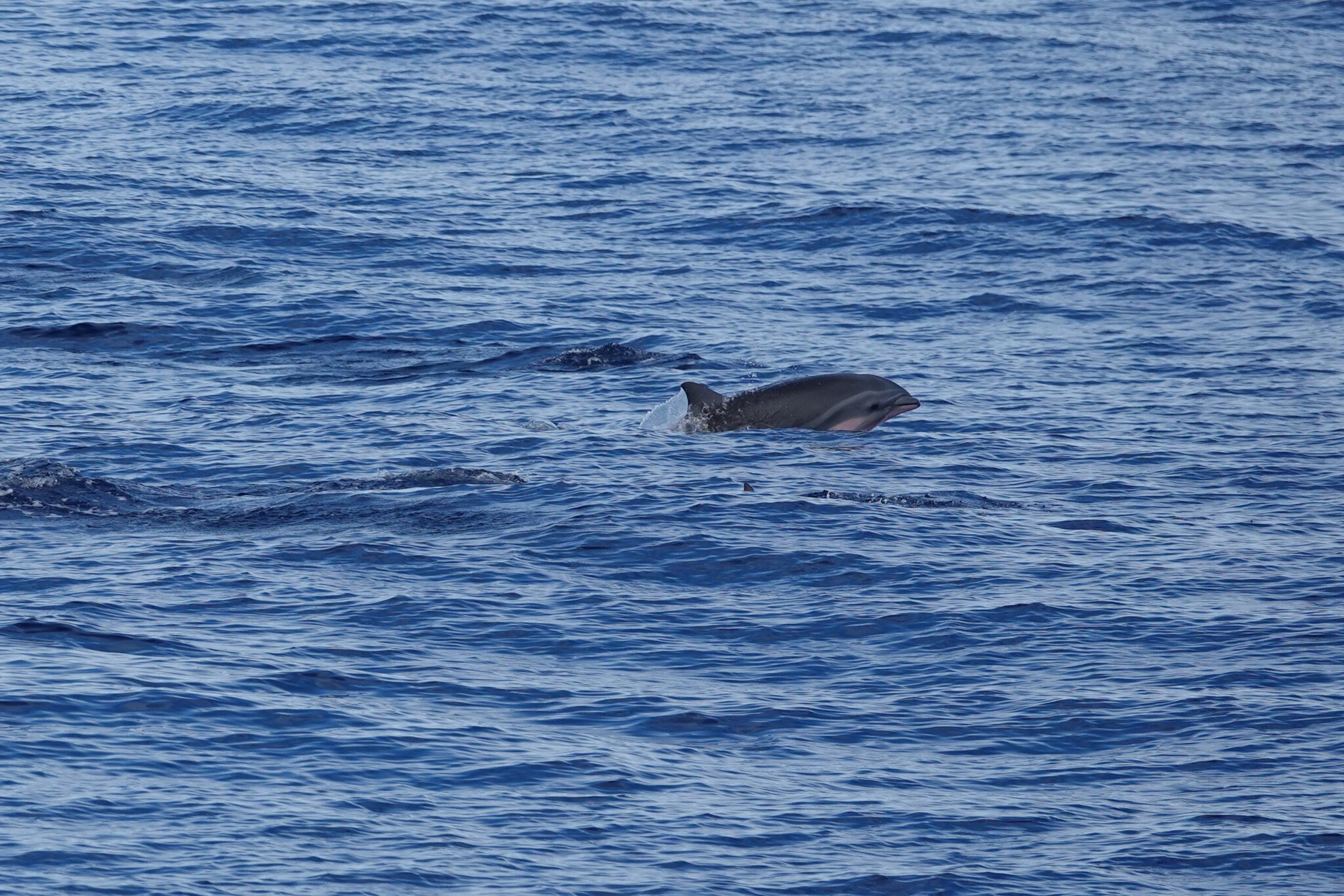 Lagenodelphis hosei