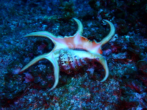 Lambis chiragra observed 2026-08-17