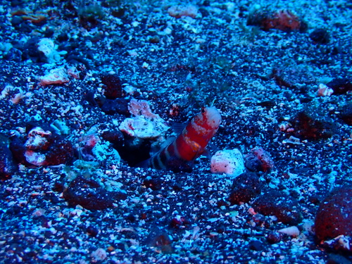 Amblyeleotris wheeleri observed 2026-08-17