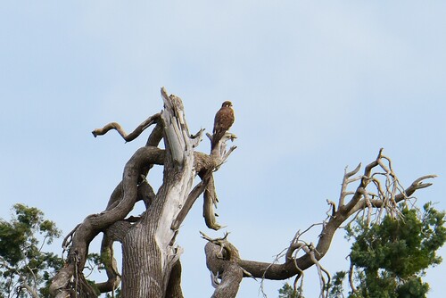 Brown Falcon