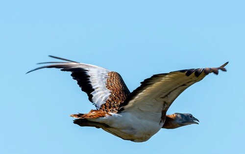 Great Bustard