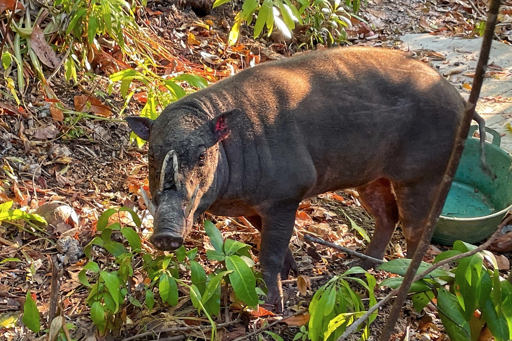 Togian Babirusa