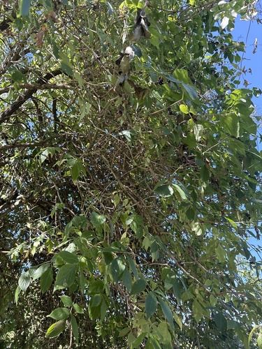 European black elderberry