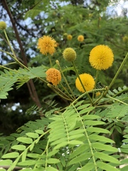 Leucaena retusa