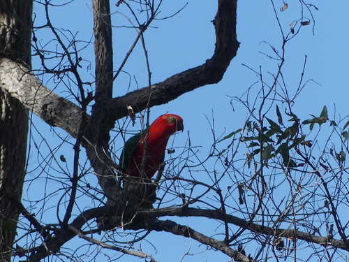 Australian King Parrot
