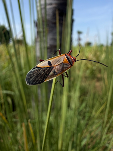 Dysdercus superstitiosus