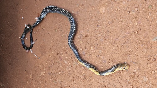 Forest Cobra