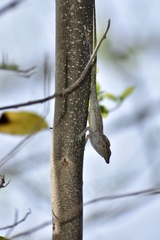 Anolis argenteolus