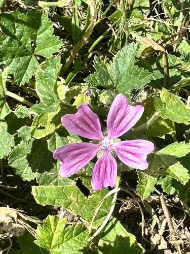 Common Mallow