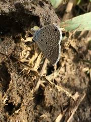 Hemiargus hanno hanno