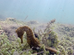 Hippocampus ingens