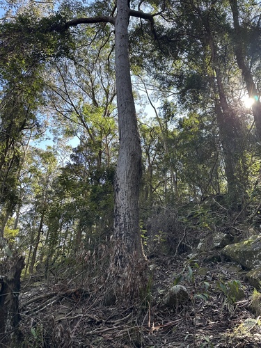 Eucalyptus agglomerata observed 2026-08-20