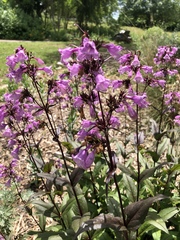 Penstemon tenuis