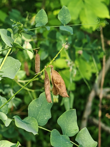 Vicia pisiformis, photograph 3