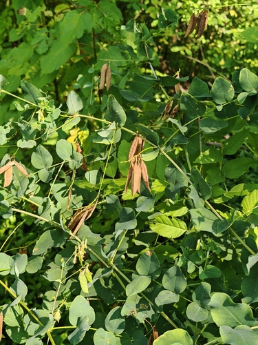 Vicia pisiformis, photograph 6