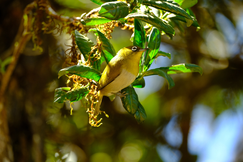 Sri Lanka White-eye