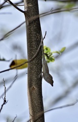 Anolis argenteolus