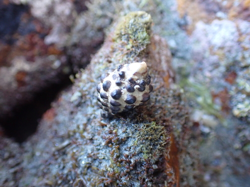 Mulberry Whelk