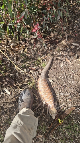 Common Bluetongue