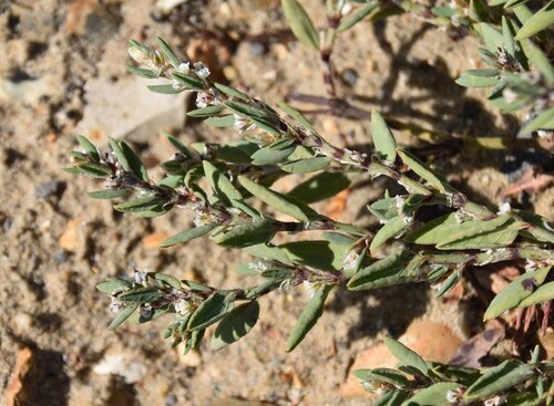 Polygonum maritimum (Polygonum maritimum)
