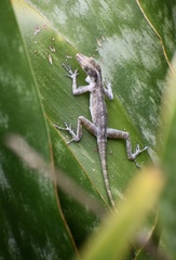 Anolis argenteolus