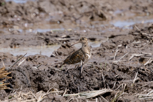 iNaturalist image