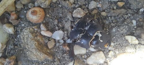 European Stag Beetle