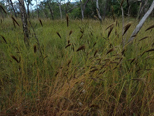 Pseudopogonatherum contortum observed 2026-05-15