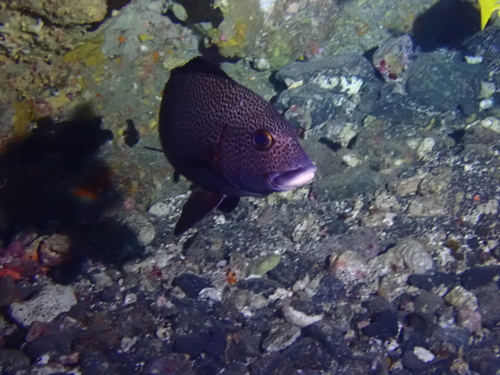 Plectorhinchus picus observed 2026-08-17